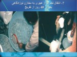 دانلود فایل پاورپوینت بیوتکنیک تکثیر و پرورش ماهیان دریایی جنوب ایران صفحه 13 
