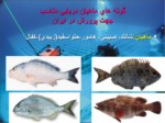 دانلود فایل پاورپوینت بیوتکنیک تکثیر و پرورش ماهیان دریایی جنوب ایران صفحه 4 