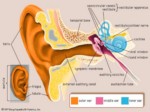 دانلود فایل پاورپوینت اختلالات شنوایی و تعادلی صفحه 4 