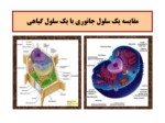 دانلود فایل پاورپوینت گیاه شناسی صفحه 6 