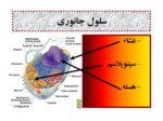 دانلود فایل پاورپوینت گیاه شناسی صفحه 8 