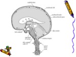 دانلود فایل پاورپوینت مایع مغزی نخاعی ( CSF   ) صفحه 9 