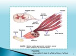 دانلود فایل پاورپوینت سیگنالهای بیوالکتریک صفحه 11 