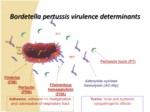 دانلود فایل پاورپوینت باکتری Bordetella pertussis صفحه 12 