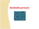 دانلود فایل پاورپوینت باکتری Bordetella pertussis صفحه 2 