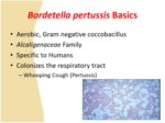 دانلود فایل پاورپوینت باکتری Bordetella pertussis صفحه 3 