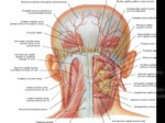 دانلود فایل پاورپوینت آناتومی ناحیه سر و گردن بدن انسان صفحه 10 