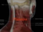 دانلود فایل پاورپوینت آناتومی ناحیه سر و گردن بدن انسان صفحه 12 