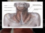 دانلود فایل پاورپوینت آناتومی ناحیه سر و گردن بدن انسان صفحه 14 