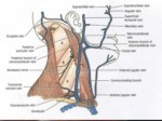 دانلود فایل پاورپوینت آناتومی ناحیه سر و گردن بدن انسان صفحه 16 