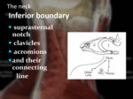 دانلود فایل پاورپوینت آناتومی ناحیه سر و گردن بدن انسان صفحه 4 