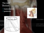 دانلود فایل پاورپوینت آناتومی ناحیه سر و گردن بدن انسان صفحه 5 