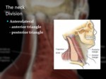 دانلود فایل پاورپوینت آناتومی ناحیه سر و گردن بدن انسان صفحه 6 
