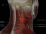 دانلود فایل پاورپوینت آناتومی ناحیه سر و گردن بدن انسان صفحه 8 