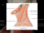 دانلود فایل پاورپوینت آناتومی ناحیه سر و گردن بدن انسان صفحه 9 