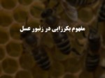 دانلود فایل پاورپوینت مفهوم بکرزایی در زنبور عسل صفحه 1 