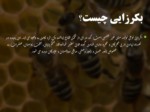 دانلود فایل پاورپوینت مفهوم بکرزایی در زنبور عسل صفحه 2 