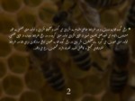 دانلود فایل پاورپوینت مفهوم بکرزایی در زنبور عسل صفحه 3 
