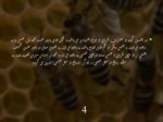 دانلود فایل پاورپوینت مفهوم بکرزایی در زنبور عسل صفحه 5 