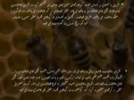 دانلود فایل پاورپوینت مفهوم بکرزایی در زنبور عسل صفحه 8 