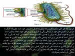 دانلود فایل پاورپوینت شناخت باکتری ها صفحه 5 