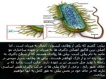 دانلود فایل پاورپوینت شناخت باکتری ها صفحه 6 