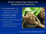 دانلود پاورپوینت اهمیت و کاربردهای گیاهان تراریخته ( Transgenic Plants ) در کشاورزی مدرن صفحه 9 