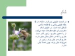 دانلود فایل پاورپوینت پرورش و نگهداری زنبور عسل صفحه 12 
