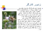 دانلود فایل پاورپوینت پرورش و نگهداری زنبور عسل صفحه 18 
