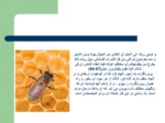 دانلود فایل پاورپوینت پرورش و نگهداری زنبور عسل صفحه 5 