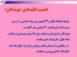 دانلود فایل پاورپوینت آفات موذی جوندگان ایران صفحه 13 