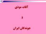 دانلود فایل پاورپوینت آفات موذی جوندگان ایران صفحه 2 