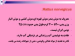 دانلود فایل پاورپوینت آفات موذی جوندگان ایران صفحه 7 