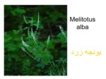 دانلود فایل پاورپوینت زیبا و کاربردی درباره انواع گیاهان خاص صفحه 20 
