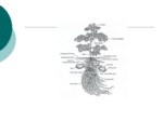 دانلود فایل پاورپوینت ( Leguminosae ) تیره نخود صفحه 11 