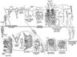 دانلود فایل پاورپوینت بیماریهای ناشی از قارچهای بازیدیومیست Basidiomycetes صفحه 15 