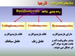 دانلود فایل پاورپوینت بیماریهای ناشی از قارچهای بازیدیومیست Basidiomycetes صفحه 2 