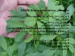 دانلود فایل پاورپوینت لکه قهوه ای یونجه Alfalfa common leaf spot صفحه 4 