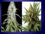دانلود فایل پاورپوینت حشیش Marijuana ( مواد مخدر ) صفحه 11 