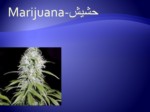 دانلود فایل پاورپوینت حشیش Marijuana ( مواد مخدر ) صفحه 1 