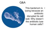 دانلود فایل پاورپوینت عوامل شیمی درمانی ویا آنتی بیوتیک ها صفحه 19 