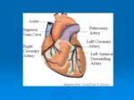دانلود فایل پاورپوینت ورزش و دویدن در بیماران قلبی صفحه 5 
