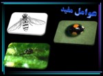 دانلود فایل پاورپوینت کنترل بیولوژیکی توسط عوامل مفید زنبور صفحه 4 