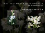 دانلود فایل پاورپوینت گیاه شناسی گل مریم صفحه 4 
