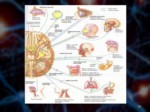 دانلود فایل پاورپوینت آناتومی سیستم عصبی بدن انسان صفحه 10 
