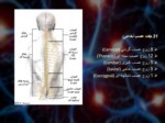 دانلود فایل پاورپوینت آناتومی سیستم عصبی بدن انسان صفحه 12 