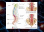 دانلود فایل پاورپوینت آناتومی سیستم عصبی بدن انسان صفحه 13 