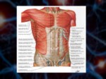 دانلود فایل پاورپوینت آناتومی سیستم عصبی بدن انسان صفحه 15 