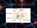 دانلود فایل پاورپوینت آناتومی سیستم عصبی بدن انسان صفحه 4 