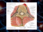 دانلود فایل پاورپوینت آناتومی سیستم عصبی بدن انسان صفحه 5 